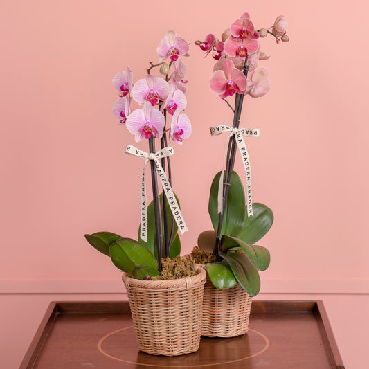 ORQUIDEA PHALAENOPSIS