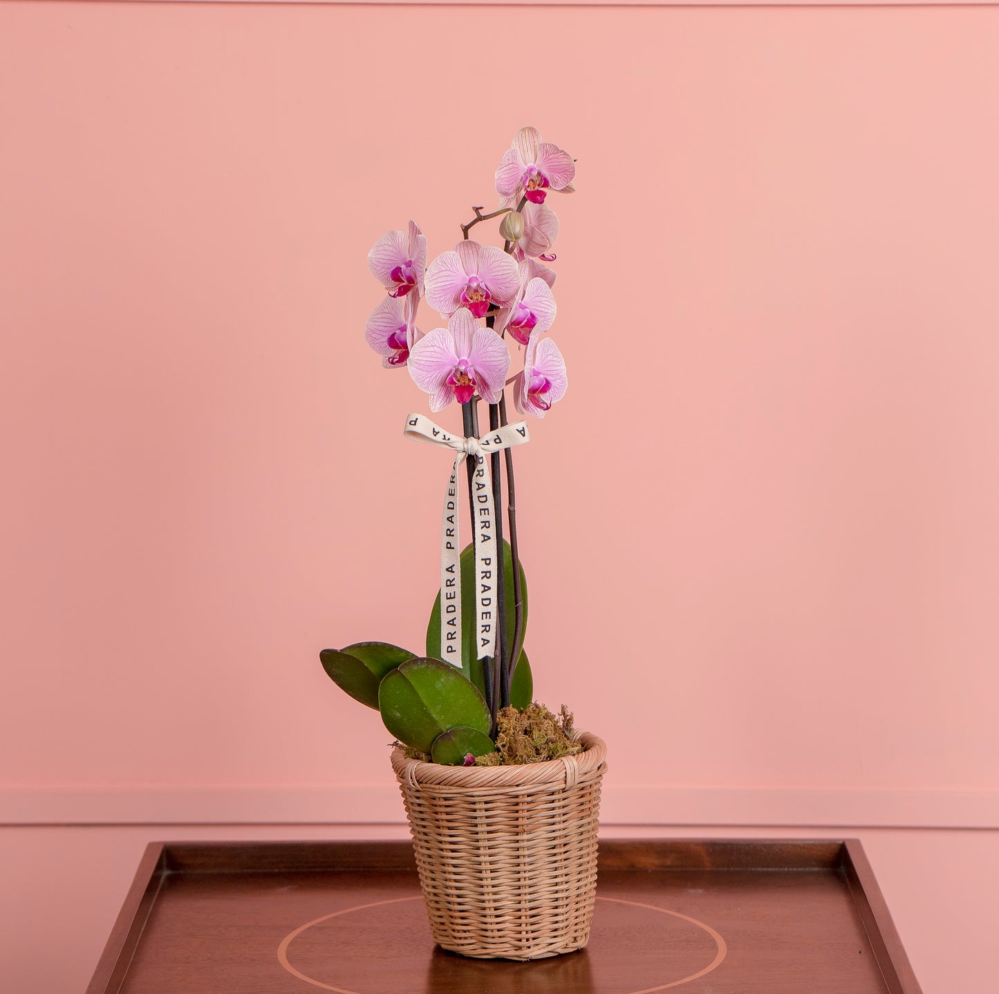 ORQUIDEA PHALAENOPSIS