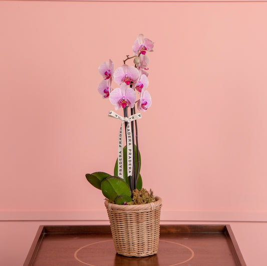 ORQUIDEA PHALAENOPSIS